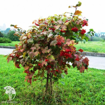 Фото Калина обыкновенная Таёжные Рубины на штамбе