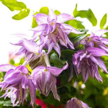 Фото Клематис Пинк Сюрпрайз