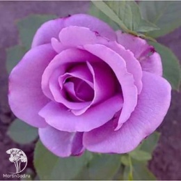 Роза чайно-гибридная Генри Идланд