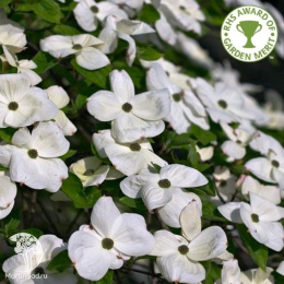 Дёрен наттелла Эддис Вайт Вандер