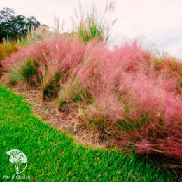 Мюленбергия волосовидная Руби