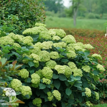 Фото Гортензия древовидная Сублим Аннабель