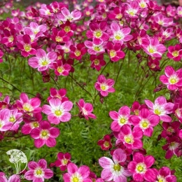 Saxifraga arendsii Carpet Purple Robe Камнеломка Арендса Карпет Перпл Роб