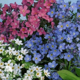 Незабудка Альпийская мечта, смесь окрасок