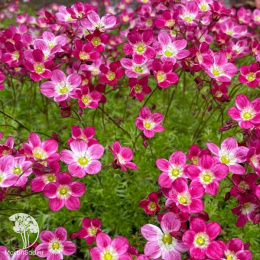 Saxifraga arendsii Carpet Purple Robe Камнеломка Арендса Карпет Перпл Роб