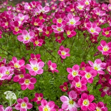 Фото Saxifraga arendsii Carpet Purple Robe Камнеломка Арендса Карпет Перпл Роб