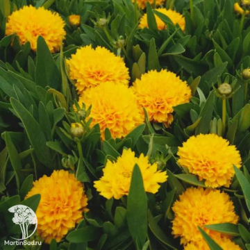 Фото Кореопсис крупноцветковый Голден Сфере