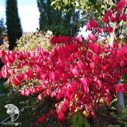 Бересклет крылатый Чикаго Файер на штамбе