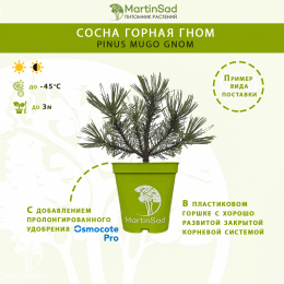 Сосна горная Гном