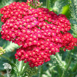 Тысячелистник Вишневая королева