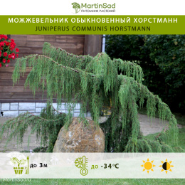 Можжевельник обыкновенный Хорстманн