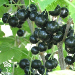 Смородина чёрная Гулливер