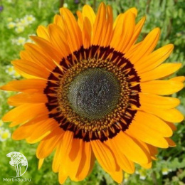 Венидиум Амаретто