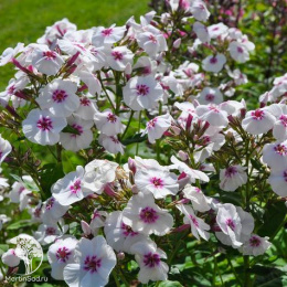 Флокс метельчатый Майк'с Фэйворит