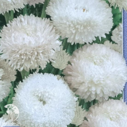 Маргаритка Авелина крупноцветковая