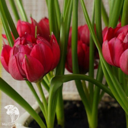 Тюльпан ботанический (карликовый) в ассортименте