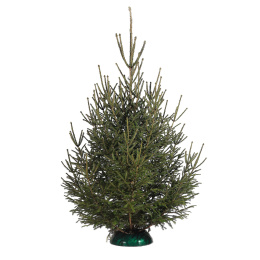 Ель Русская срезанная