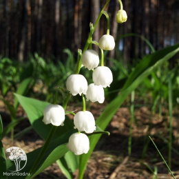 Ландыш лесной