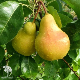 Груша гибрид Чижовская с грушей Лада