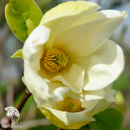 Магнолия Еллоу Лантерн