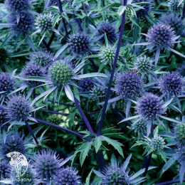 Синеголовник Фанфарон  