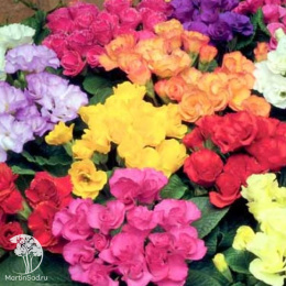 Примула Розанна F1 махровая, смесь
