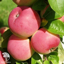 Сверхвыгодный комплект! Яблоня Мельба + опылитель яблоня Антоновка