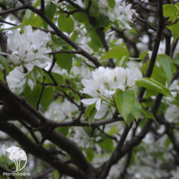 Амелосорбус Джека на штамбе