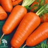 Морковь Шантенэ 2461 фото 2 