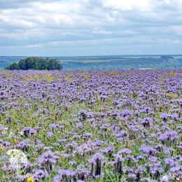 Фацелия рязанская