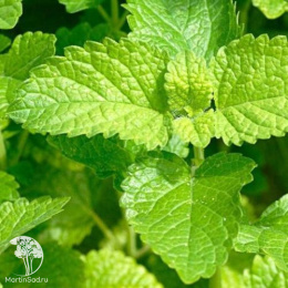 Мята перечная лимонная Лемон Фрэш