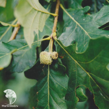 Фото Дуб двухцветный (белый болотный)