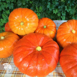 Тыква Медовый пирог+Конфетка (серия Дуэт)