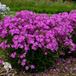 Флокс гибридный Опенинг Экт Ультрапинк