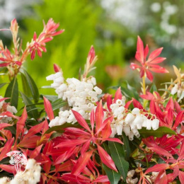 Пиерис японский