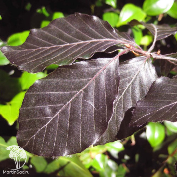 Фото Бук европейский Тур