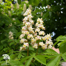 Каштан конский Пирамидалис