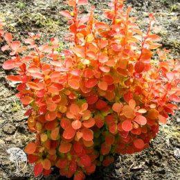 Барбарис Тунберга Оранж Альф