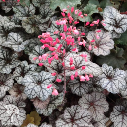 Гейхера гибридная Глиттер