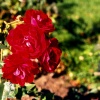 Роза канадская парковая Шамплейн фото 1 