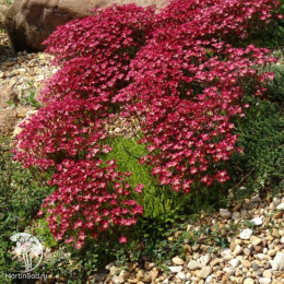 Камнеломка Арендса Пурпурный ковёр