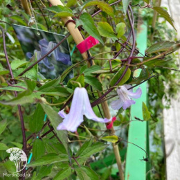 Клематис Фейри Слиперс