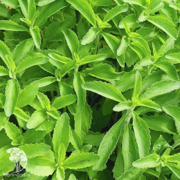 Стевия Медовая травка