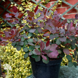  Скумпия кожевенная Даски Майден