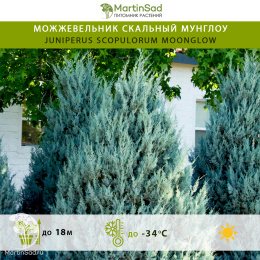 Можжевельник скальный Мунглоу