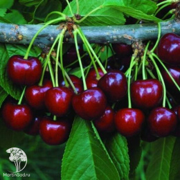 Черешня гибрид Ипуть + Валерий Чкалов