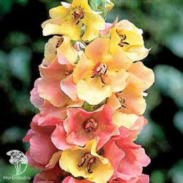 Коровяк (Вербаскум, Медвежье ухо, Цельзия) Карибиан Краш