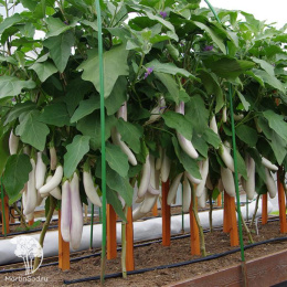 Баклажан Виталик F1 ( 2-ой пак.)