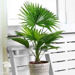 Ливистона китайская Нефрит 