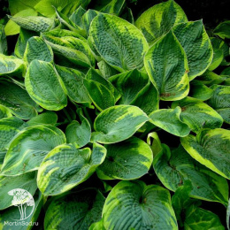 Хоста токудама Флавоцирциналис